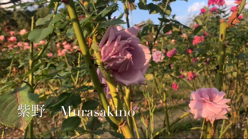 f:id:kyototrip:20201030154636j:plain