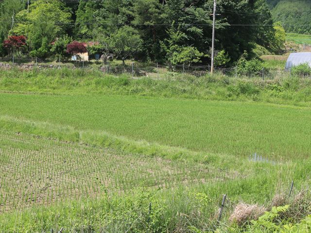 f:id:kyotoyaoyoshi:20190615095428j:plain f:id:kyotoyaoyoshi:20190615095428j:plain
