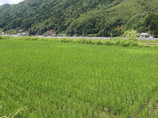 f:id:kyotoyaoyoshi:20190615095525j:plain f:id:kyotoyaoyoshi:20190615095525j:plain
