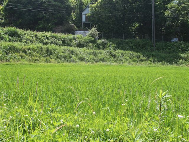 f:id:kyotoyaoyoshi:20190615095656j:plain f:id:kyotoyaoyoshi:20190615095656j:plain