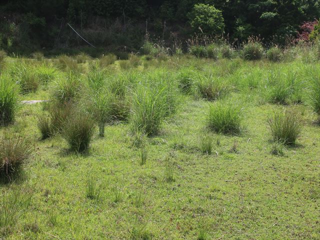 f:id:kyotoyaoyoshi:20190615095744j:plain f:id:kyotoyaoyoshi:20190615095744j:plain