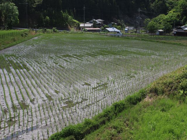 f:id:kyotoyaoyoshi:20190615100044j:plain f:id:kyotoyaoyoshi:20190615100044j:plain