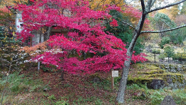f:id:kyotoyaoyoshi:20191128152057j:image f:id:kyotoyaoyoshi:20191128152057j:image