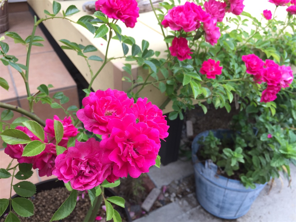 f:id:kyou-mo-iihi:20170524150123j:image