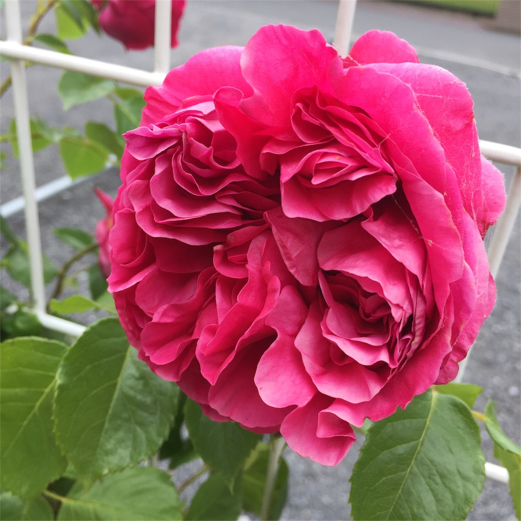 f:id:kyou-mo-iihi:20170524150150j:image