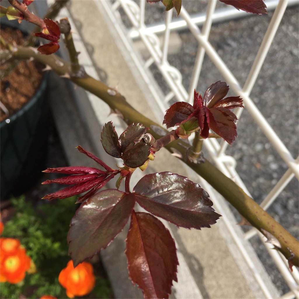 f:id:kyou-mo-iihi:20180319144326j:image f:id:kyou-mo-iihi:20180319144326j:image