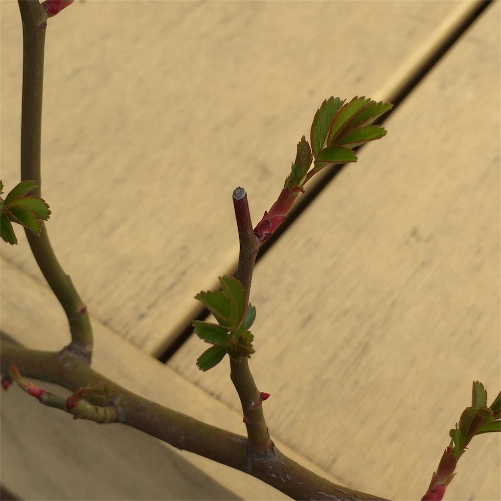 f:id:kyou-mo-iihi:20180319144400j:image f:id:kyou-mo-iihi:20180319144400j:image