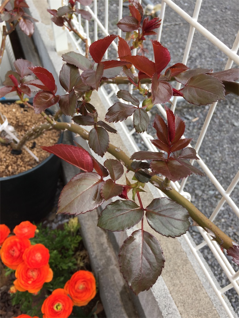 f:id:kyou-mo-iihi:20180401114541j:image