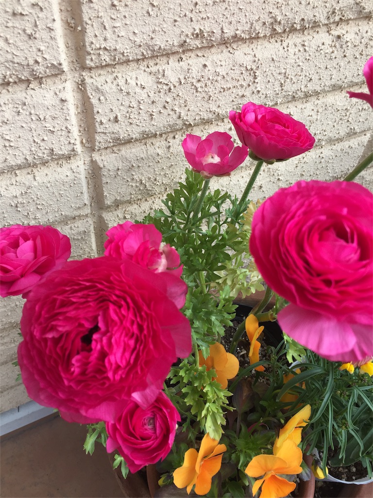 f:id:kyou-mo-iihi:20180401114625j:image