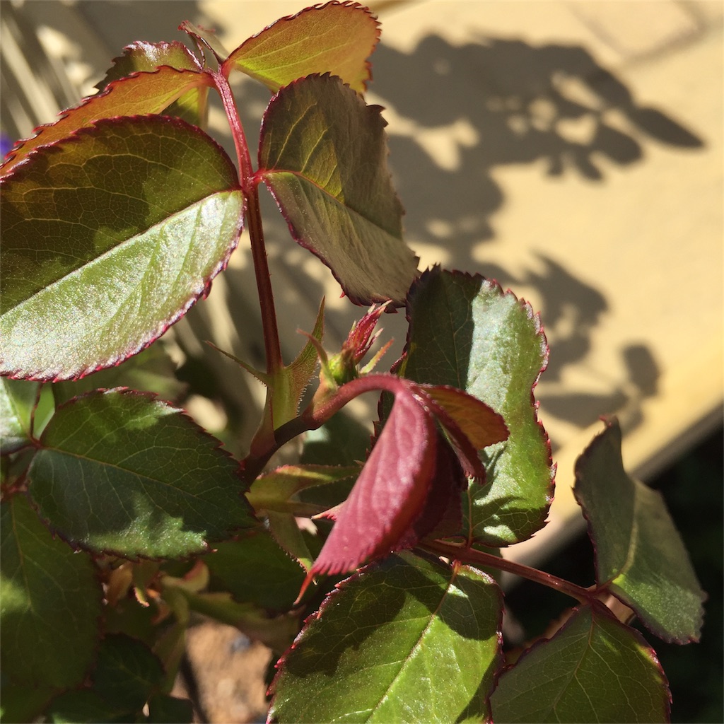 f:id:kyou-mo-iihi:20180401120228j:image