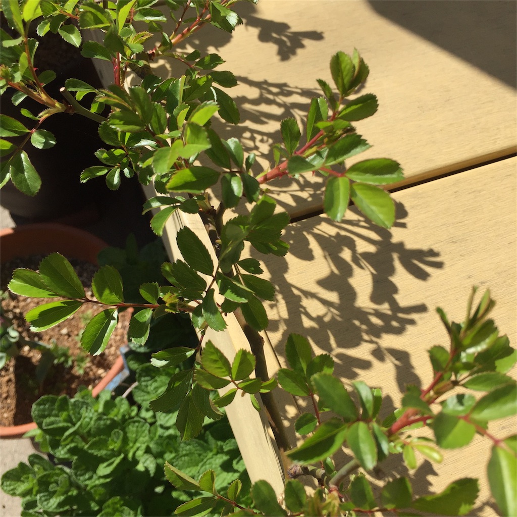 f:id:kyou-mo-iihi:20180401120258j:image