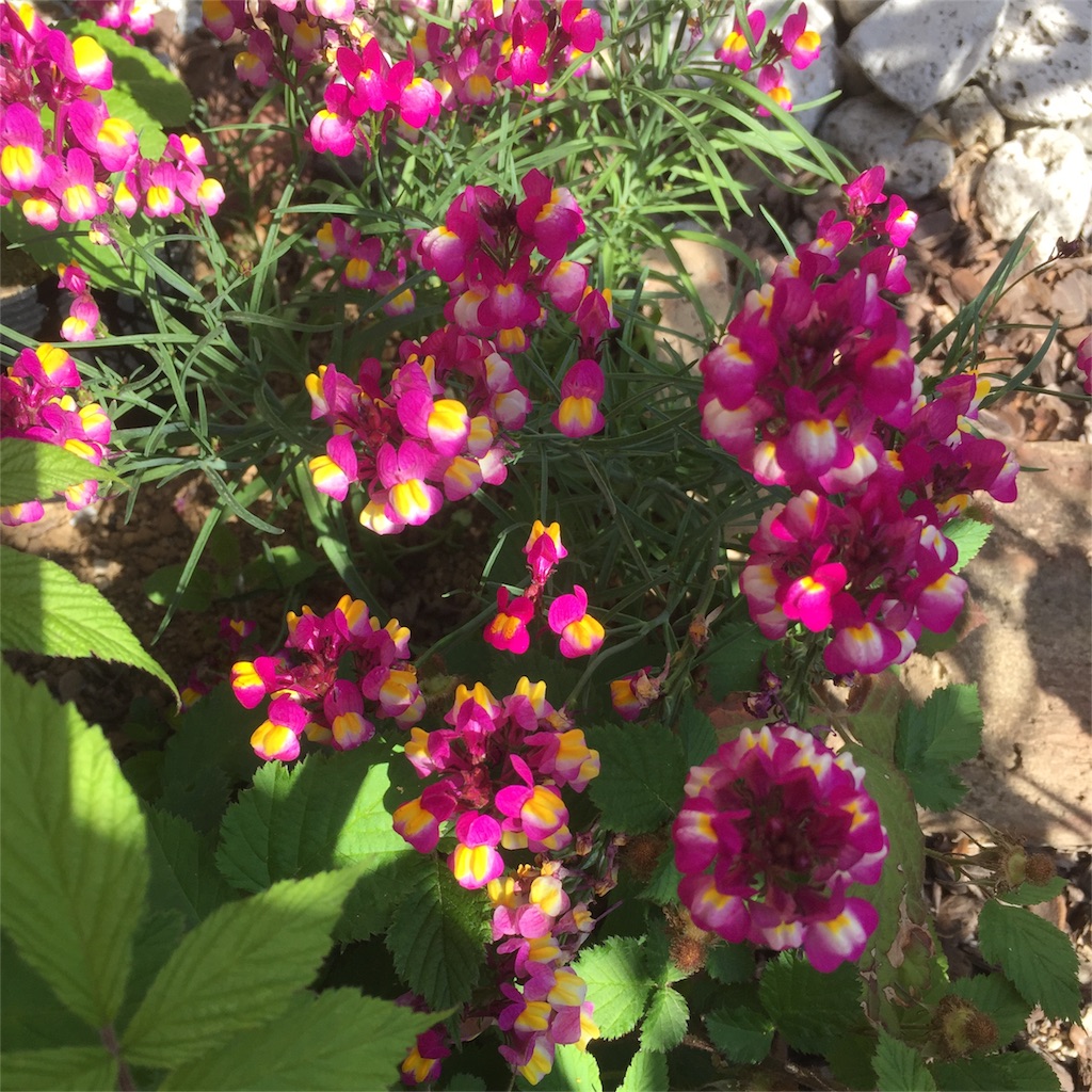 f:id:kyou-mo-iihi:20180412120745j:image