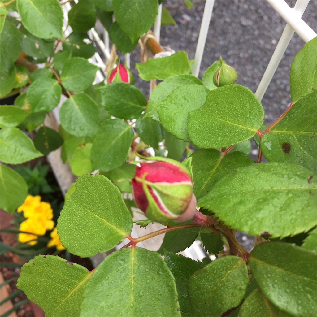 f:id:kyou-mo-iihi:20180424182236j:image