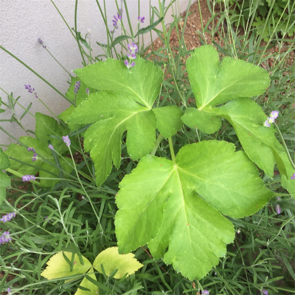f:id:kyou-mo-iihi:20180525212834j:image