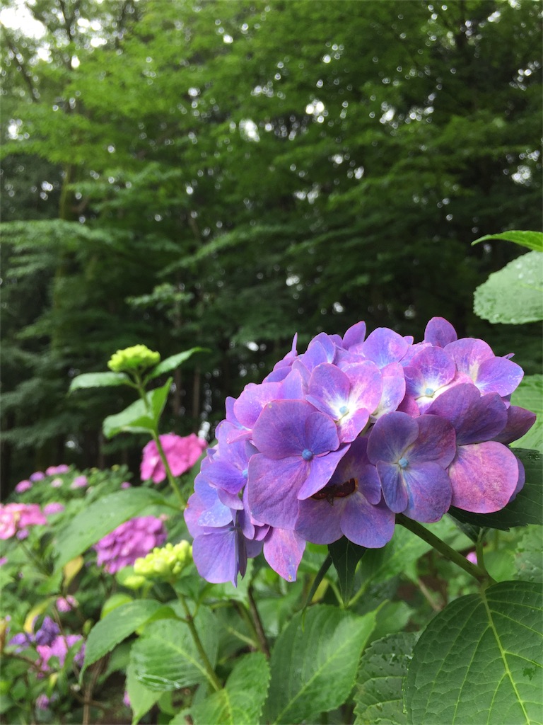 f:id:kyou-mo-iihi:20180610211211j:image