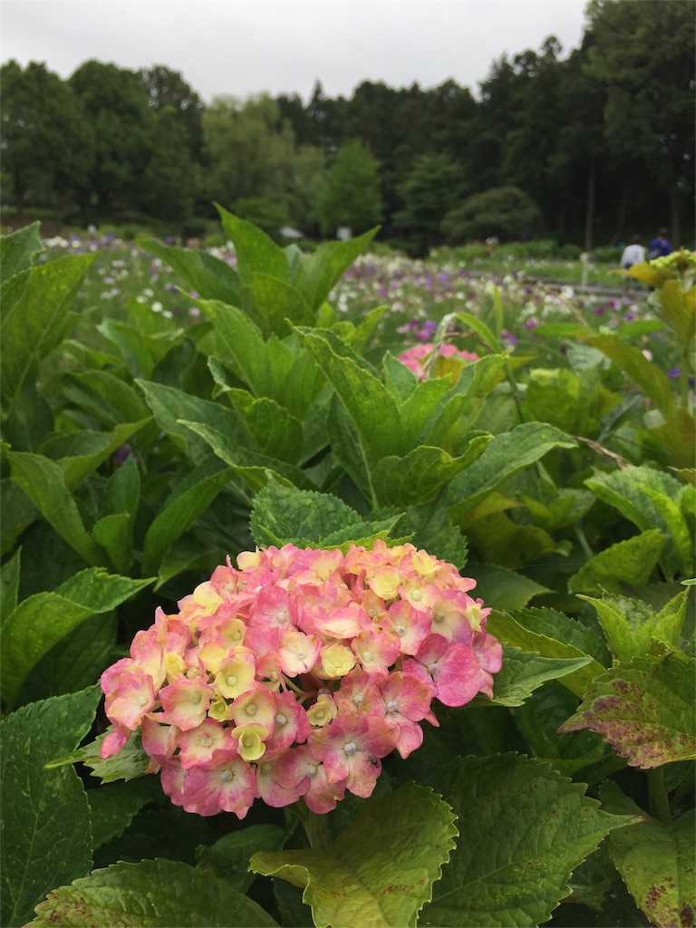 f:id:kyou-mo-iihi:20180610211225j:image