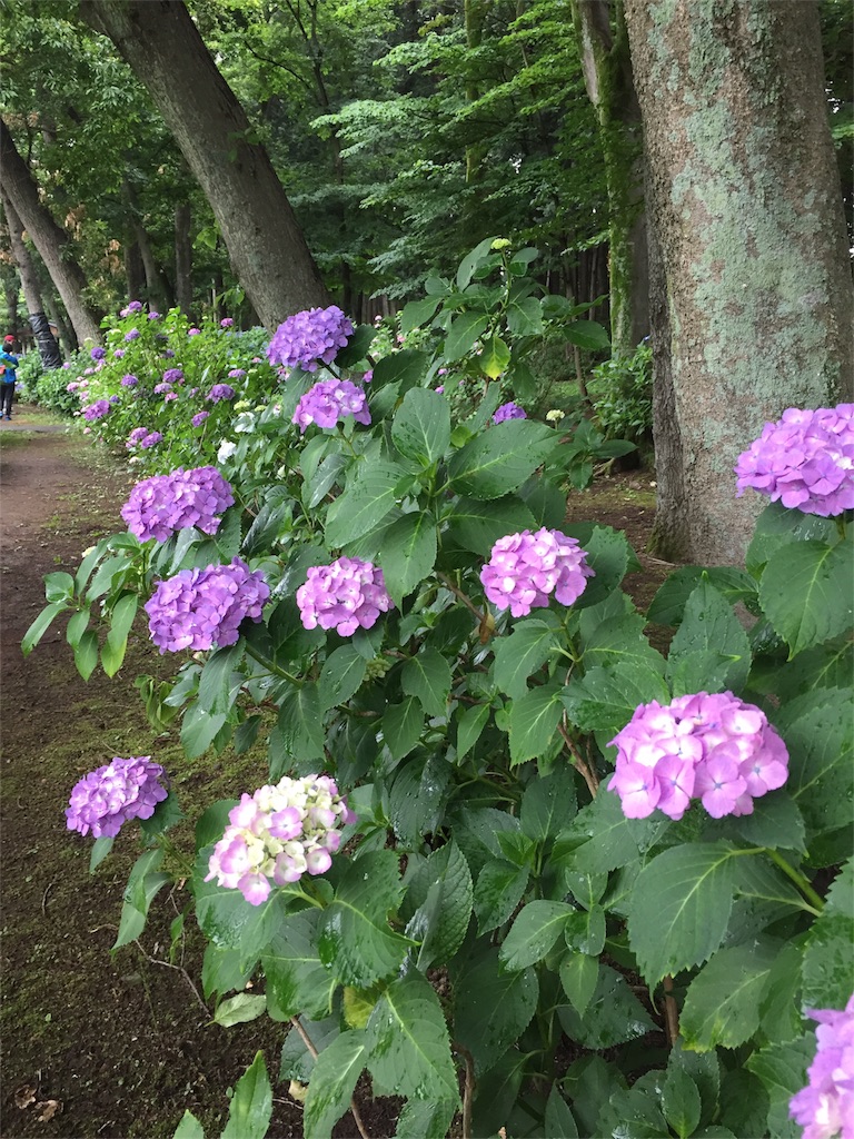 f:id:kyou-mo-iihi:20180610211230j:image