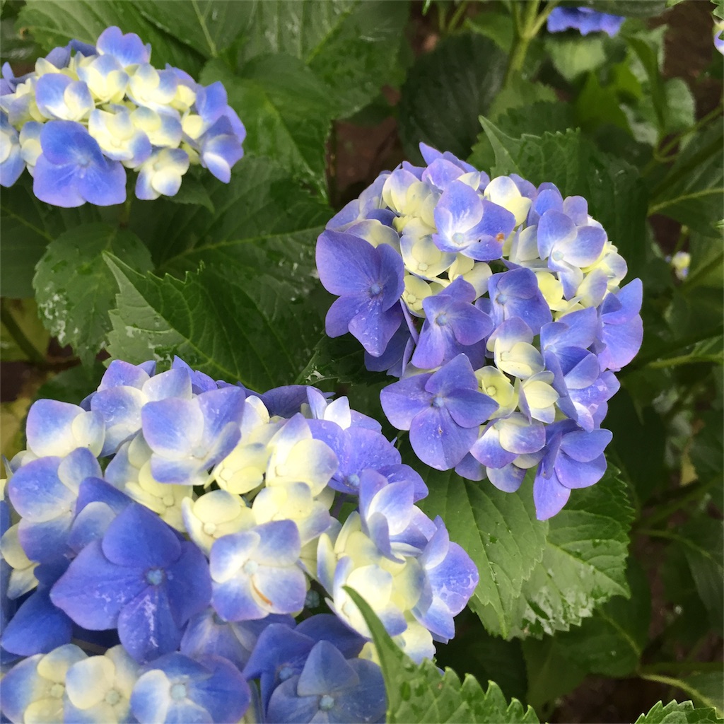 f:id:kyou-mo-iihi:20180610211236j:image