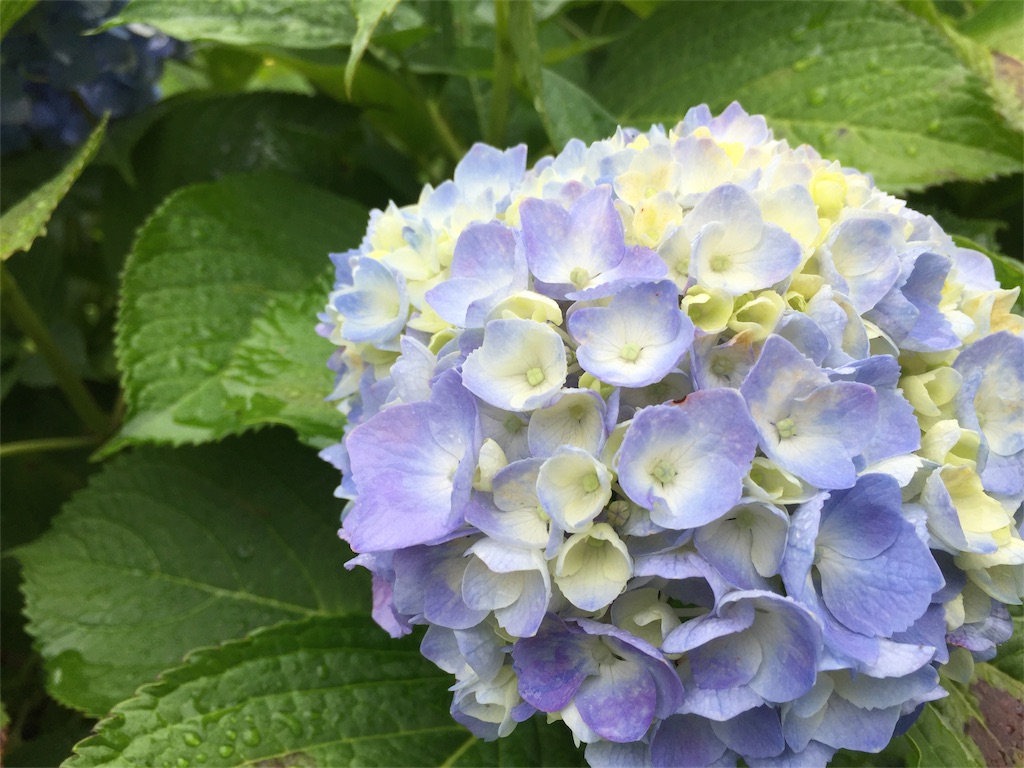 f:id:kyou-mo-iihi:20180610211246j:image