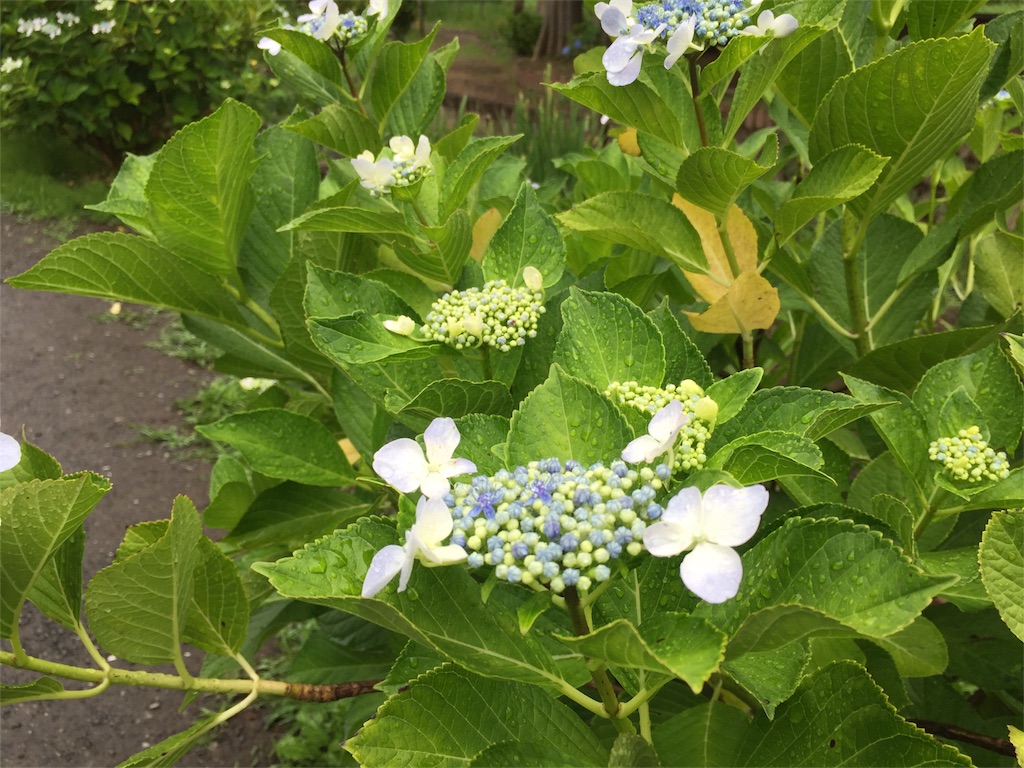 f:id:kyou-mo-iihi:20180610211312j:image