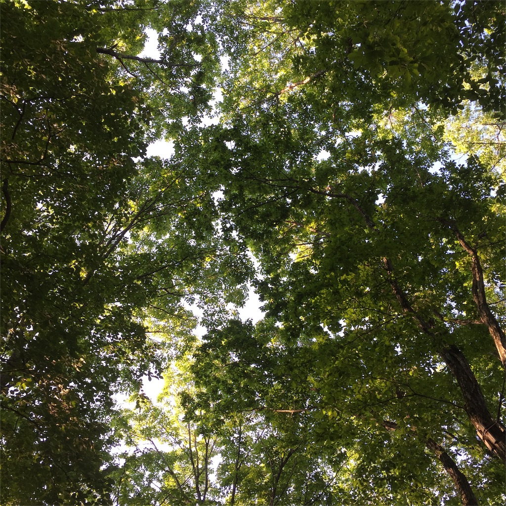 f:id:kyou-mo-iihi:20180616063517j:image f:id:kyou-mo-iihi:20180616063517j:image