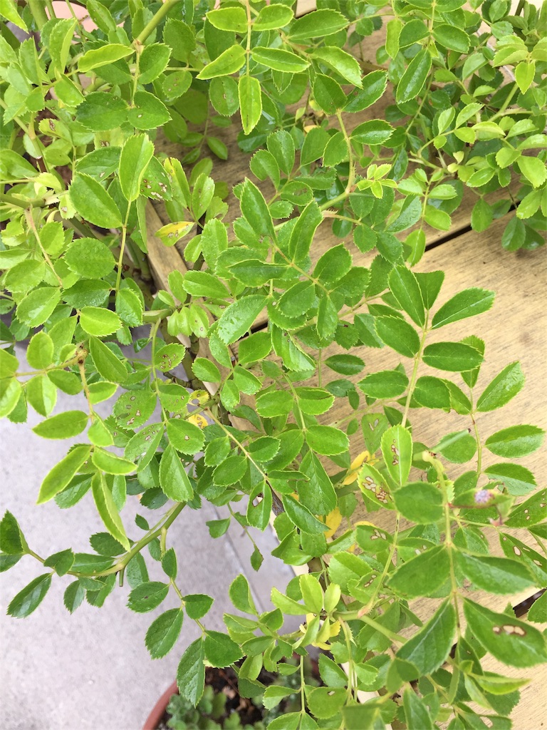 f:id:kyou-mo-iihi:20180702111450j:image