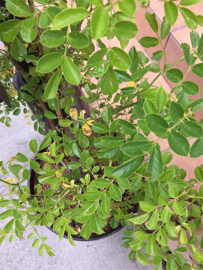 f:id:kyou-mo-iihi:20180702111500j:image