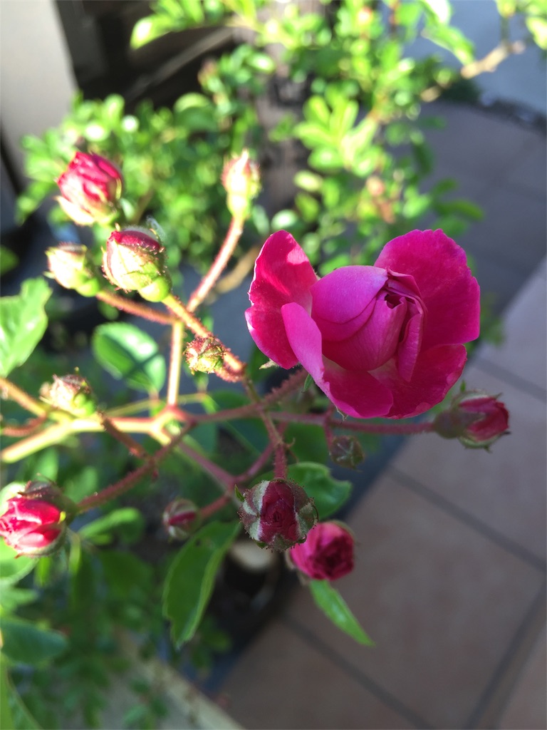 f:id:kyou-mo-iihi:20190512172018j:image