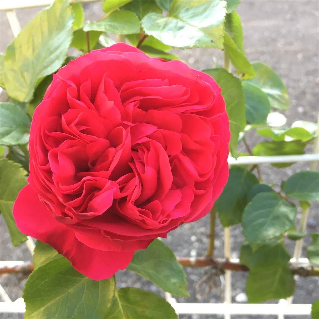 f:id:kyou-mo-iihi:20190512172022j:image