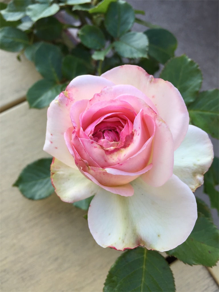 f:id:kyou-mo-iihi:20190512172028j:image
