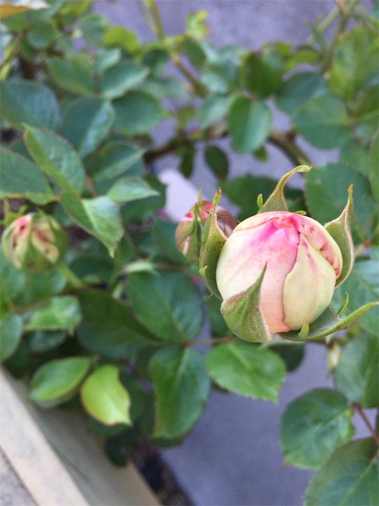 f:id:kyou-mo-iihi:20190512172031j:image
