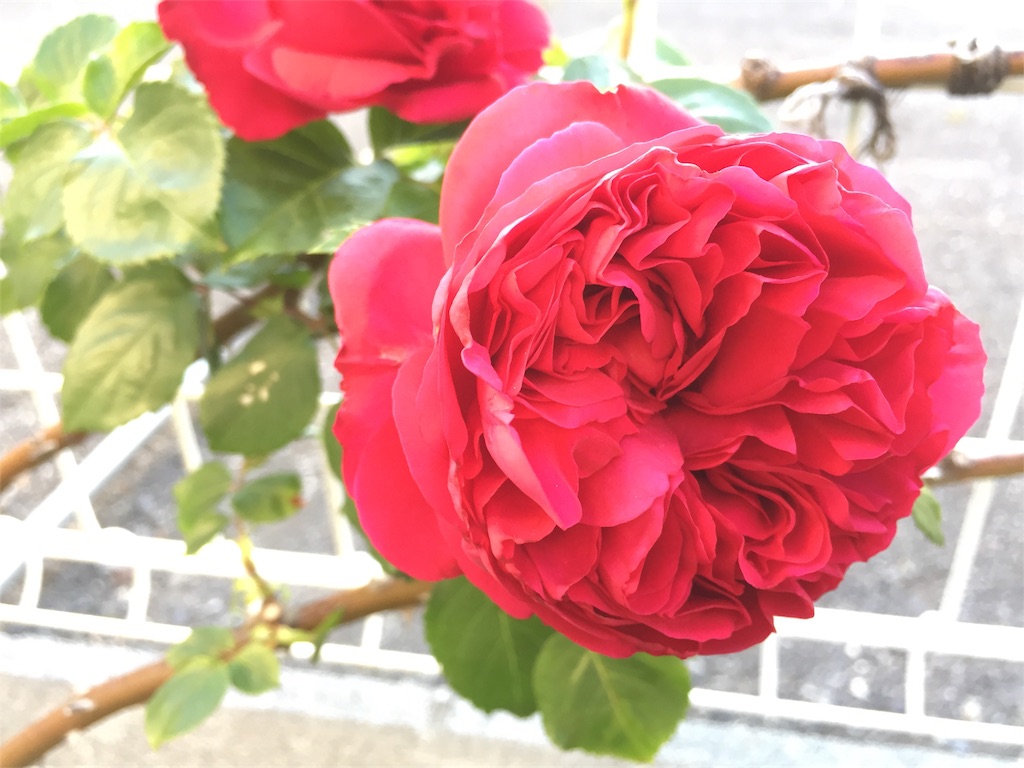 f:id:kyou-mo-iihi:20190512172036j:image