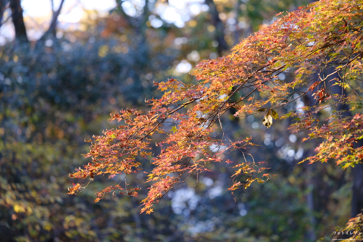 f:id:kyou33235:20211129202553j:plain