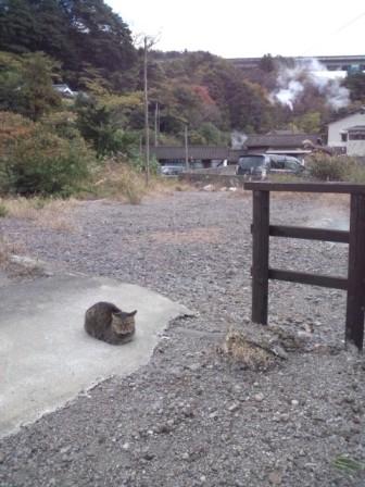 f:id:kyoudouyokujyou:20190222001419j:plain f:id:kyoudouyokujyou:20190222001419j:plain