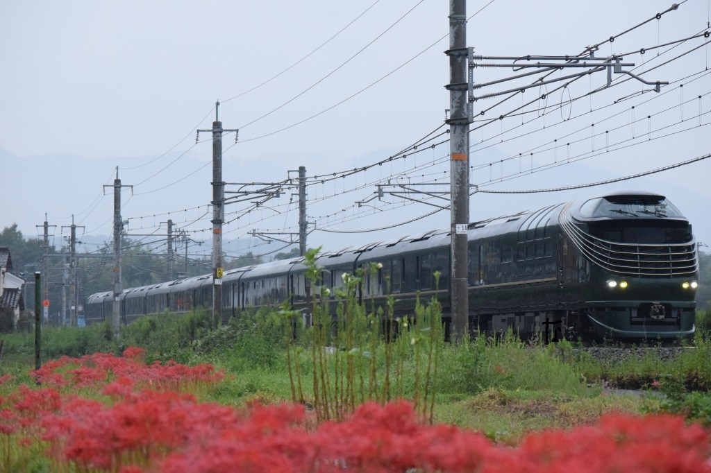 通達278 「 濡れる彼岸花にトワイライトEXP瑞風を狙う 」 - 写真