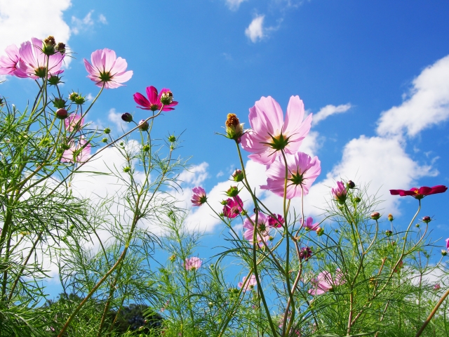 f:id:kyouikuloans:20170721100838j:plain