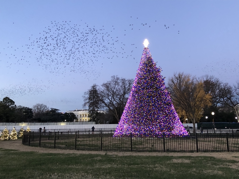 メリー様　DC S Tホワイト 3271204_3_1_1080x.jpg?v=1679547537