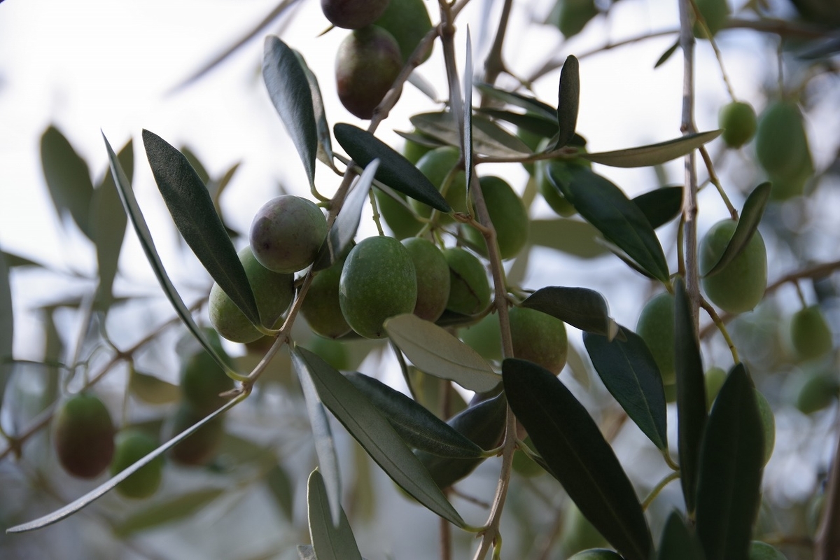 f:id:kyoumo_ichinichi:20190325220936j:plain f:id:kyoumo_ichinichi:20190325220936j:plain