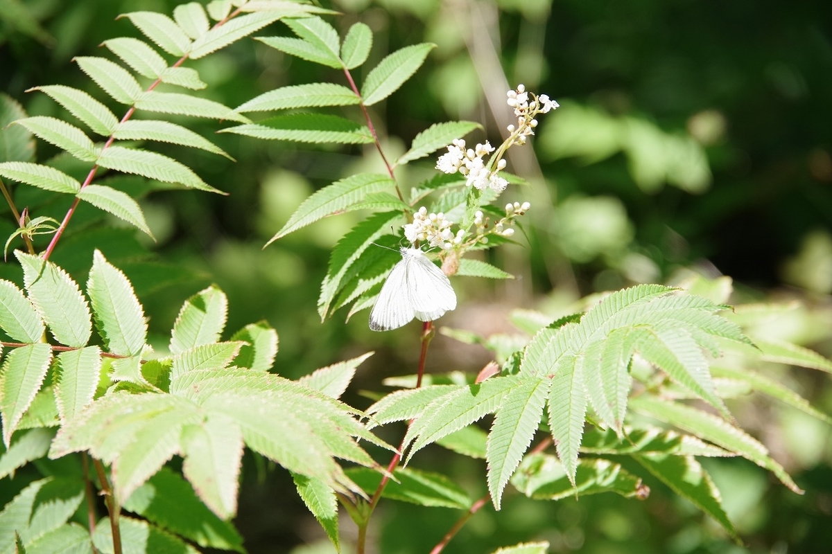 f:id:kyoumo_ichinichi:20190325221741j:plain f:id:kyoumo_ichinichi:20190325221741j:plain