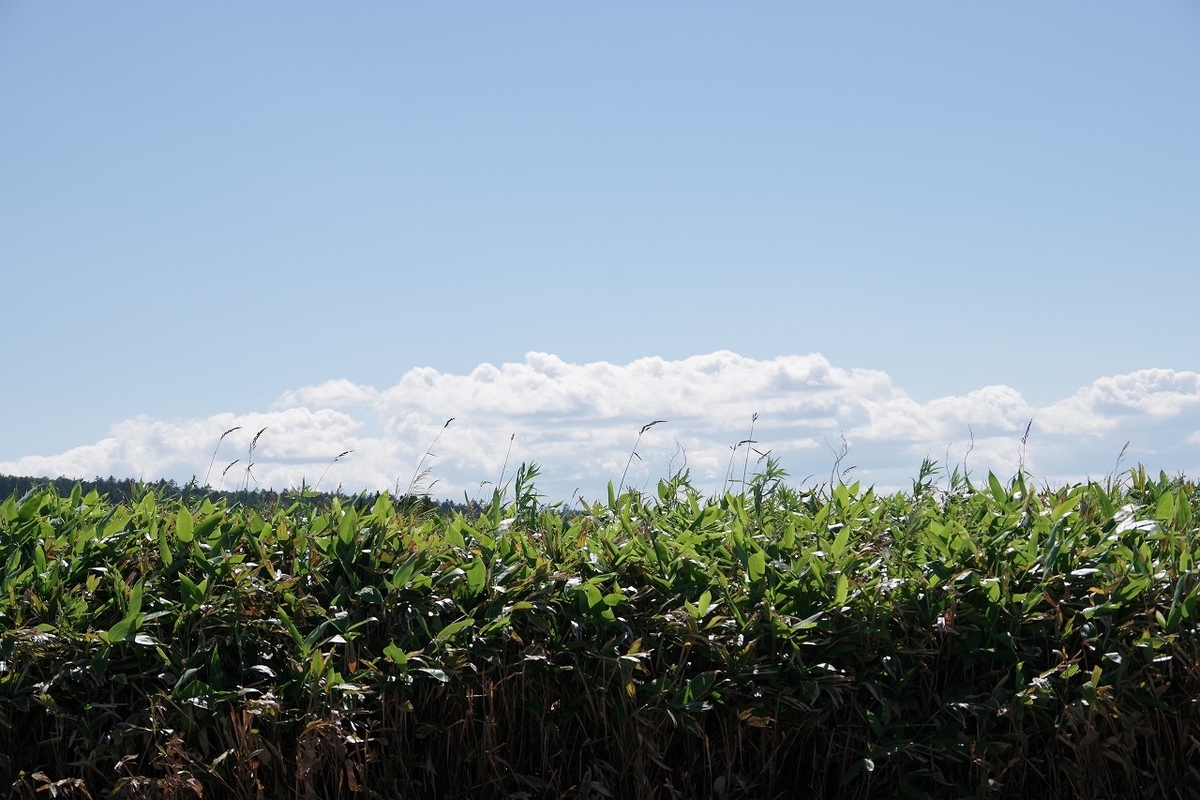 f:id:kyoumo_ichinichi:20190325221844j:plain f:id:kyoumo_ichinichi:20190325221844j:plain