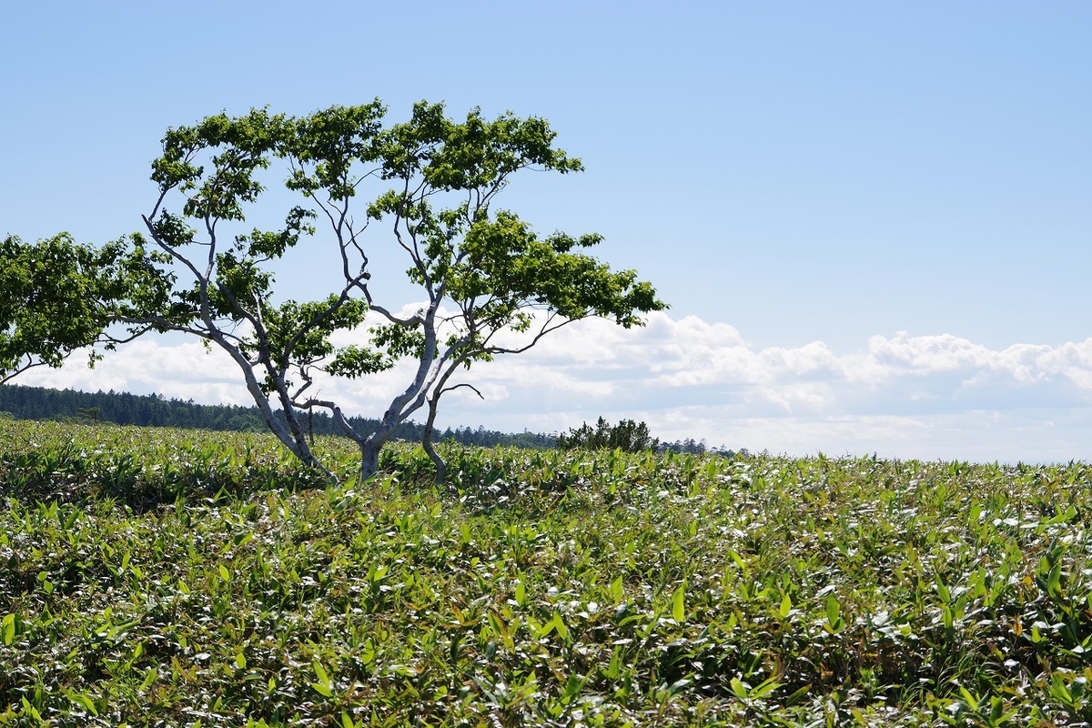 f:id:kyoumo_ichinichi:20190325221848j:plain f:id:kyoumo_ichinichi:20190325221848j:plain