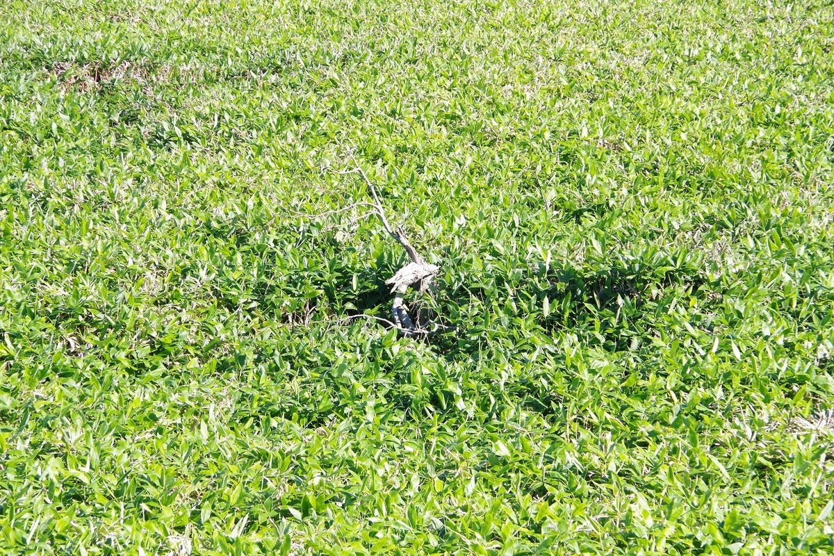 f:id:kyoumo_ichinichi:20190325221901j:plain f:id:kyoumo_ichinichi:20190325221901j:plain