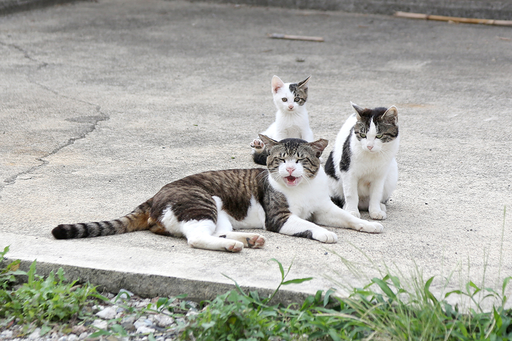 子猫がかわいい親子の猫写真 - ネコと日々の写真