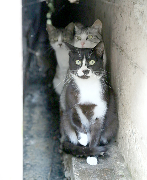 白黒ぶちの猫 - ネコと日々の写真