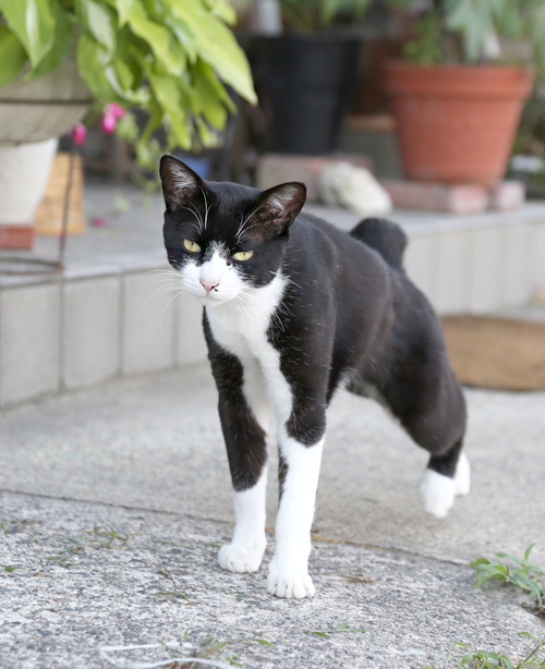 ブチ猫 白黒ぶちの猫 - ネコと日々の写真