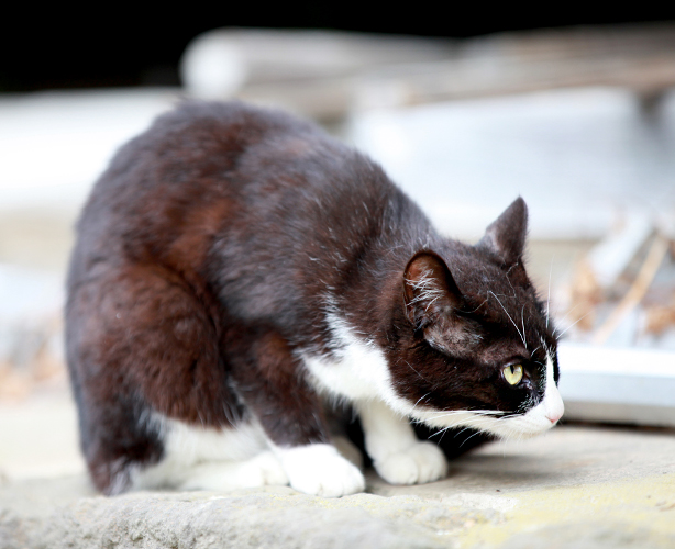 ブチ猫 招き猫 うちの招き猫(ぶち) ブチ猫 ハチワレ 薬師窯 左手