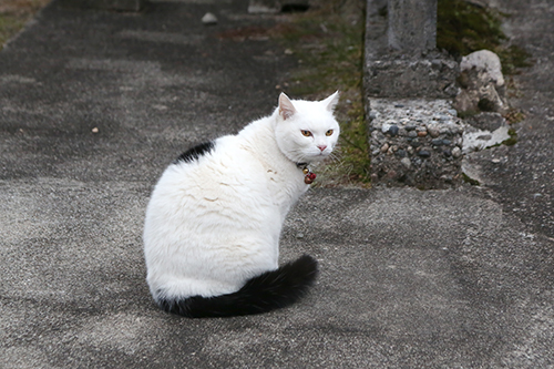 白黒猫好きあつまれ - ネコと日々の写真