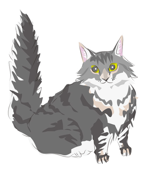 メインクーンのイラスト - 猫イラストブログ