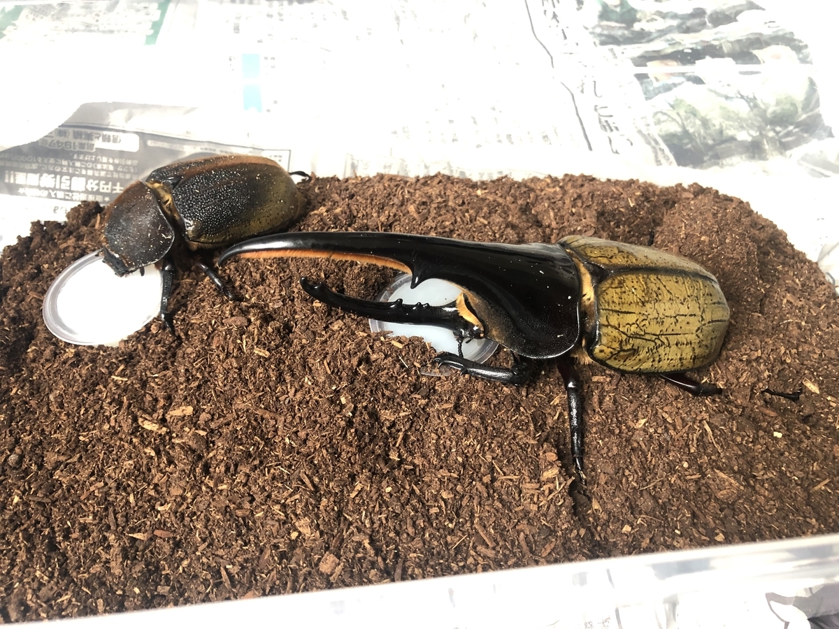 ヘラクレスオオカブトの飼育始めました キョーカのカブクワ日記 ヘラクレスオオカブトの飼育始めました キョーカのカブクワ日記