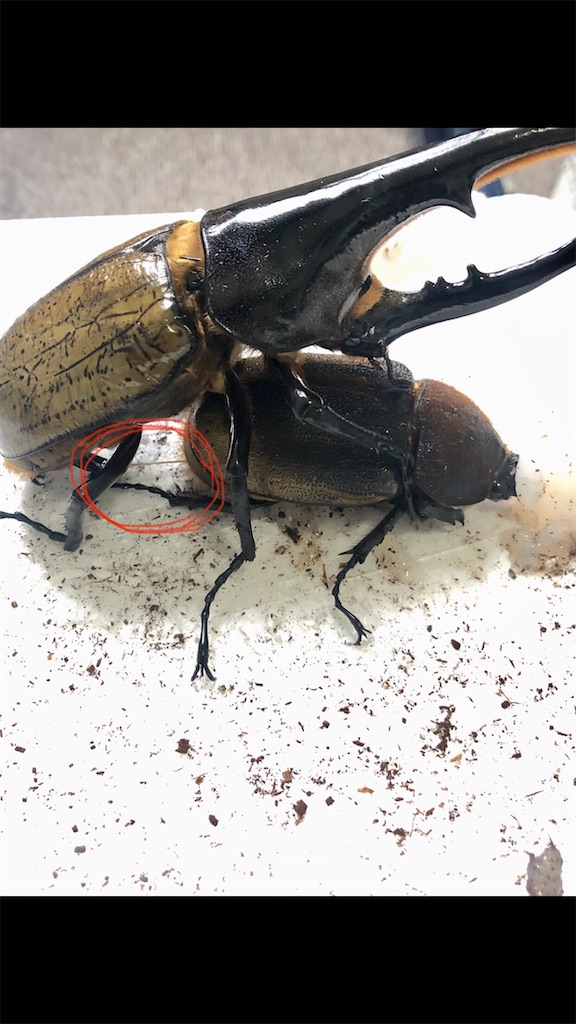 ペアリングに挑戦してみました キョーカのカブクワ日記
